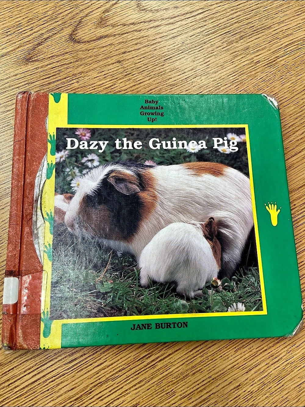 Dazy the Guinea Pig Guinea Pigs Children's photo Book cute educational facts